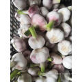 /msite/products/detail/productid/57683992/id/677584.html